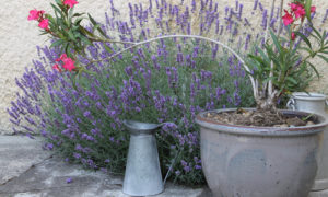 Décoration extérieur, coin fleuri dans la cour